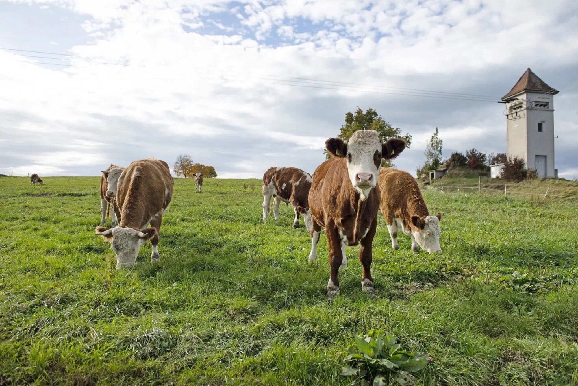Un campo cubierto de hierba con vacas y una estructura en forma de torre al fondo.