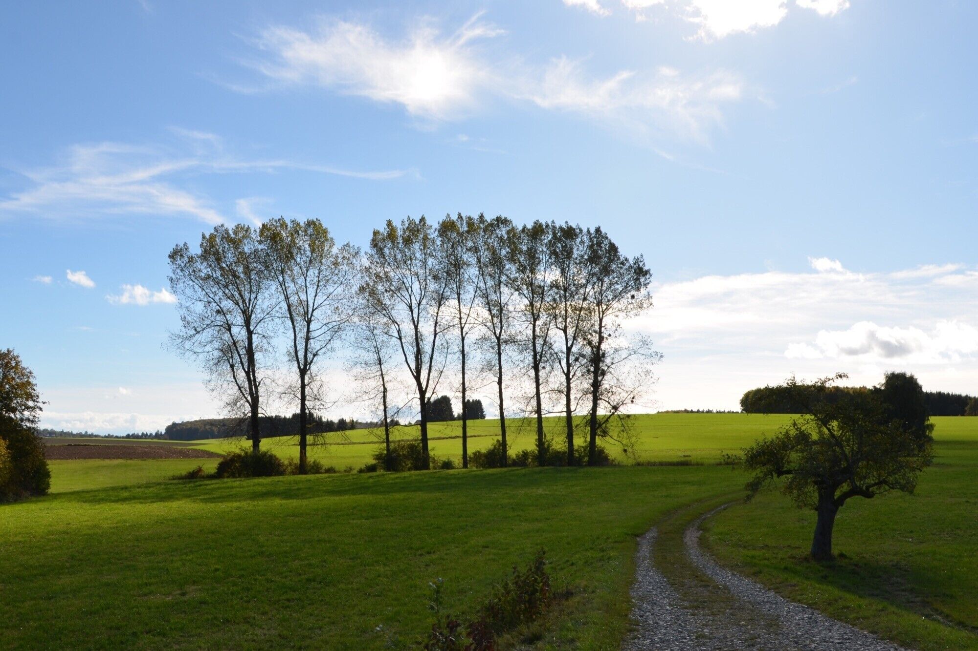 A rural landscape with a gravel path, green fields, and a row of trees.