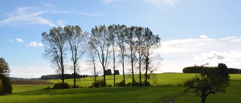 A rural landscape with a gravel path, green fields, and a row of trees.