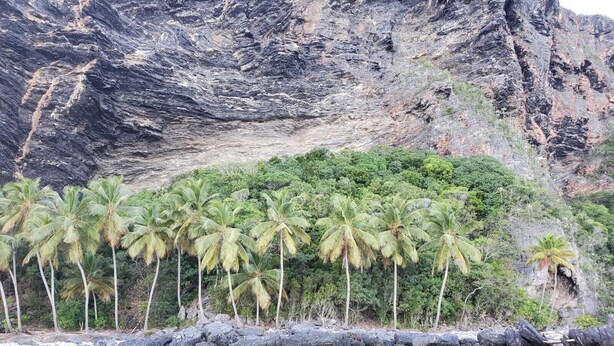 A coastal landscape with a rocky cliff, palm trees, and clear turquoise water. - Walk to the beach & restaurants @ Las Terrenas for 10! (Las Terrenas)