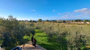 A pathway through a field with olive trees, leading to a distant view of buildings and the sea.
