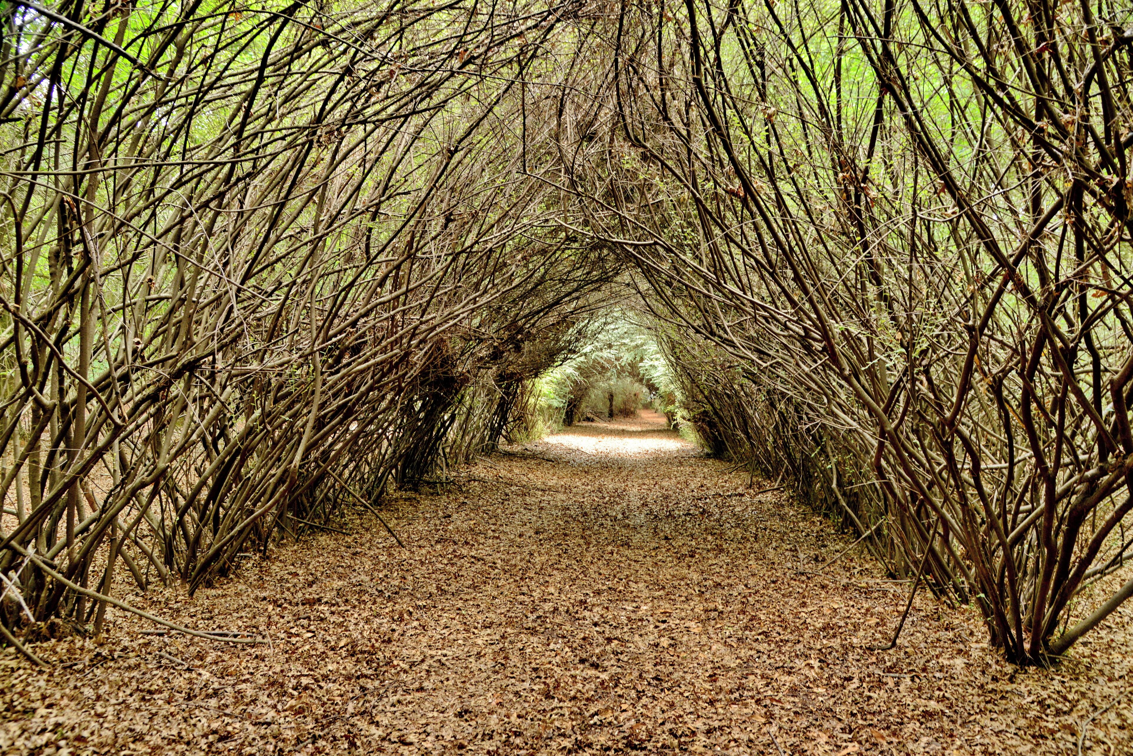 Un sentier qui traverse une forêt, bordé de chaque côté par des branches denses et dépourvues de feuilles.