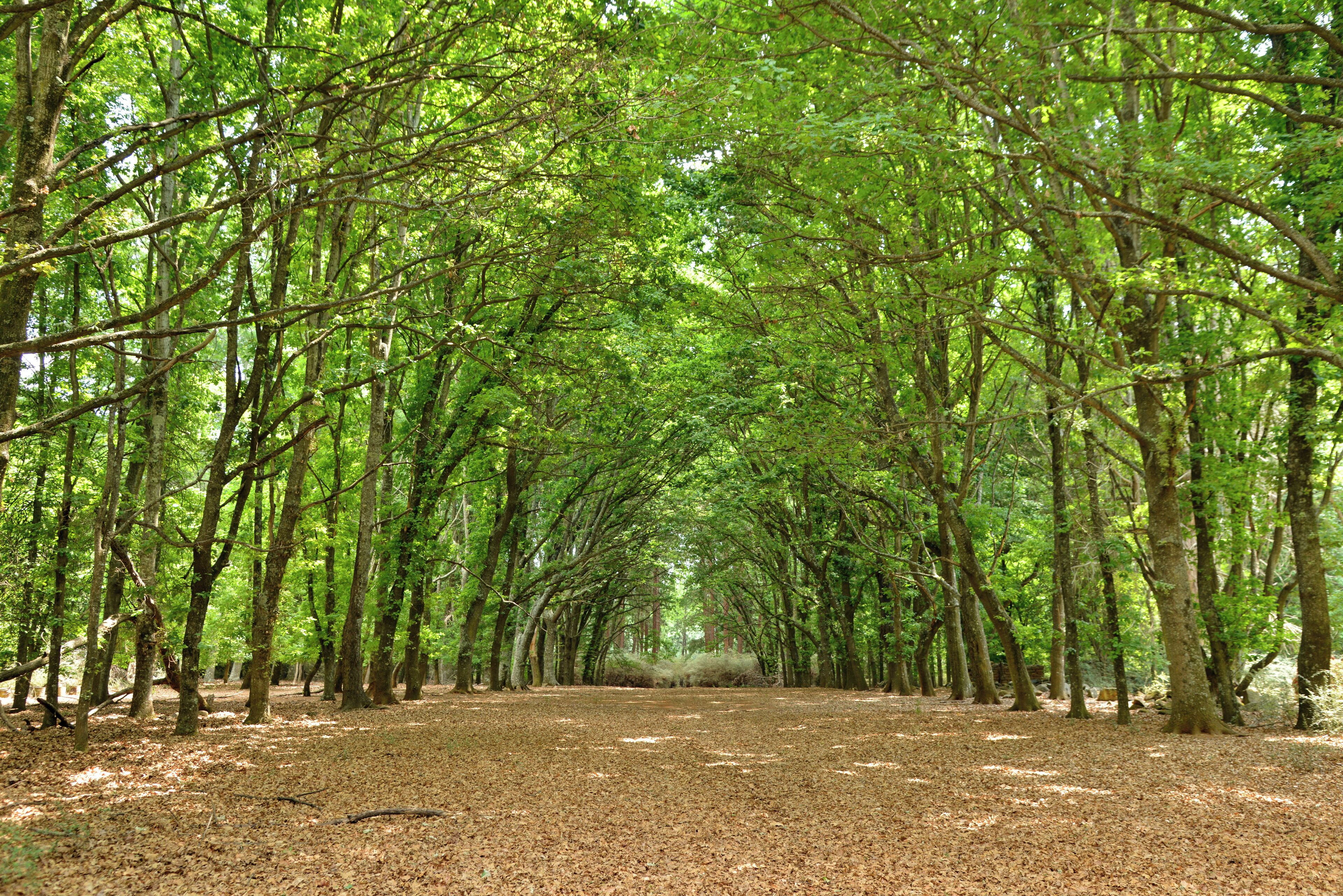 A forest path lined with trees.