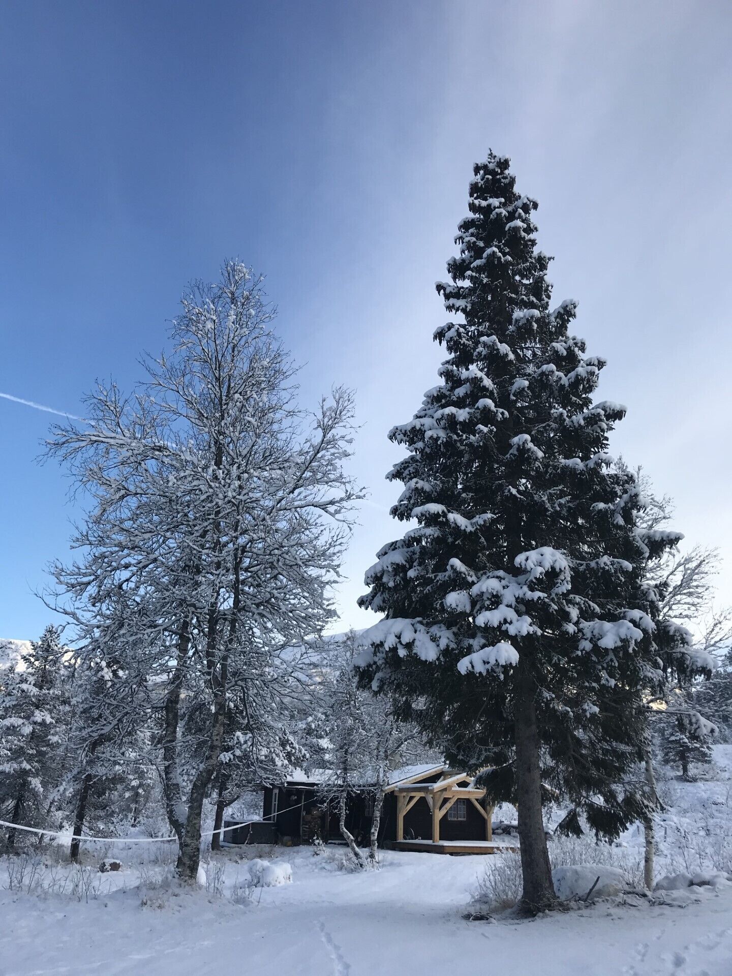 A snow-covered landscape with a large evergreen tree and a small cabin.