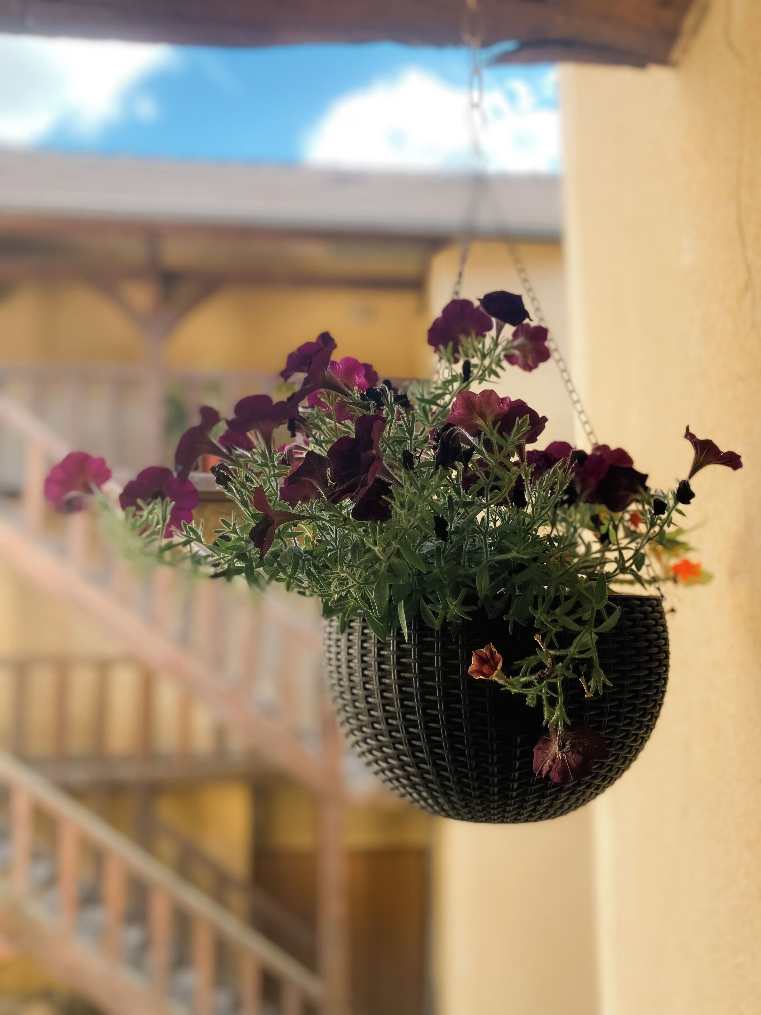 Een hangplanter met paarse bloemen voor een gevel.