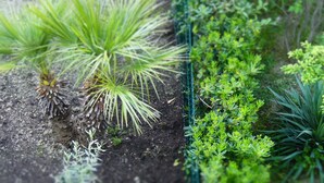 Ein Garten mit verschiedenen Pflanzen, darunter eine markante, palmähnliche Pflanze und kleinere Sträucher.
