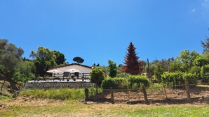 Eine rustikale Villa mit einer Steinmauer, einer überdachten Terrasse mit Sonnenschirmen und einem Weinberg im Hintergrund.