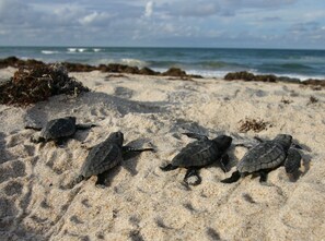 A group of sea turtles on a sandy beach with the ocean in the background.