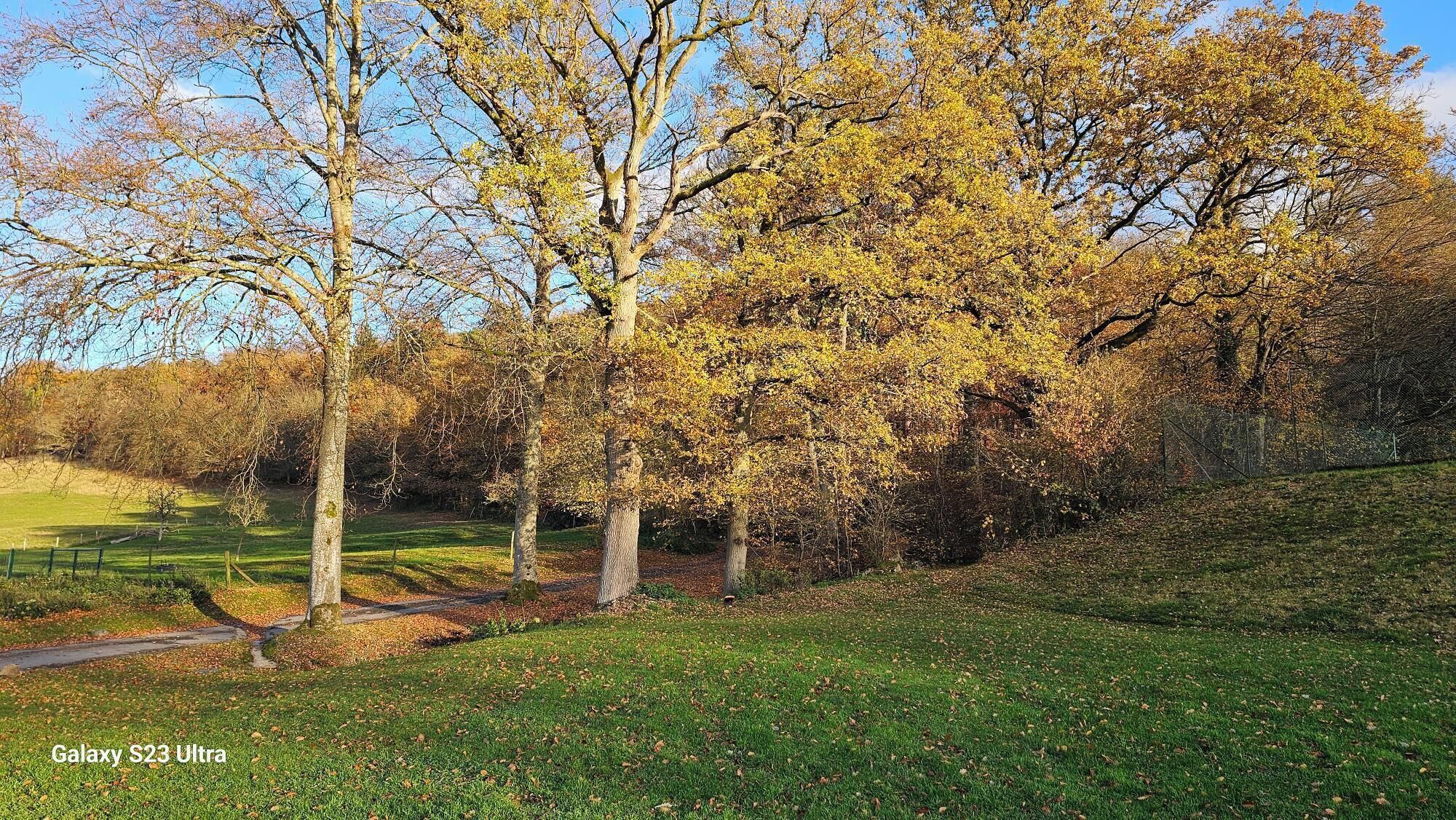 A park with trees, grass, and a path.