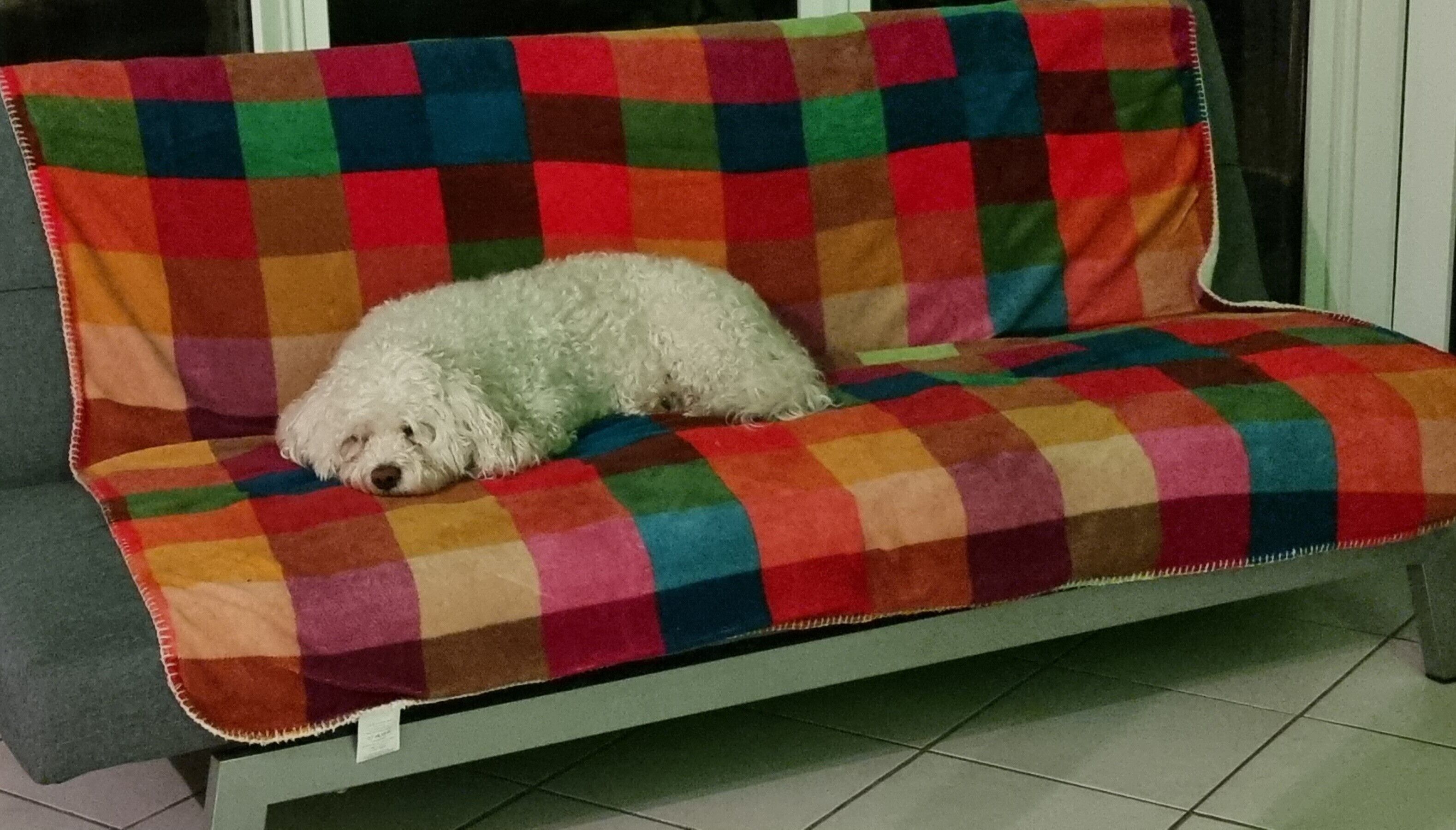 Un chien blanc est allongé sur un canapé à motifs colorés.