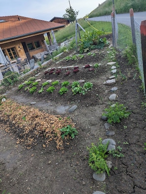 A garden with various plants and a house in the background.