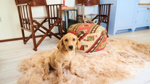A dog sitting on a fluffy rug in a room with wooden chairs and a small table. - Maple Shepherds Lodge (Dartmouth)
