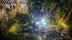 Ein Garten mit Teich, beleuchtet durch Lichterketten, umgeben von verschiedenen Pflanzen und einer dekorativen Froschstatue.