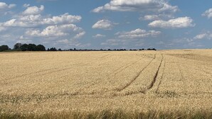 Ein weites Weizenfeld unter blauem Himmel mit vereinzelten Wolken.