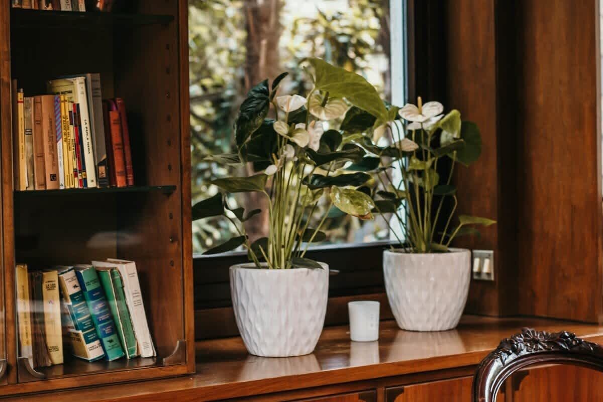 A bookshelf with books and two white pots with plants.