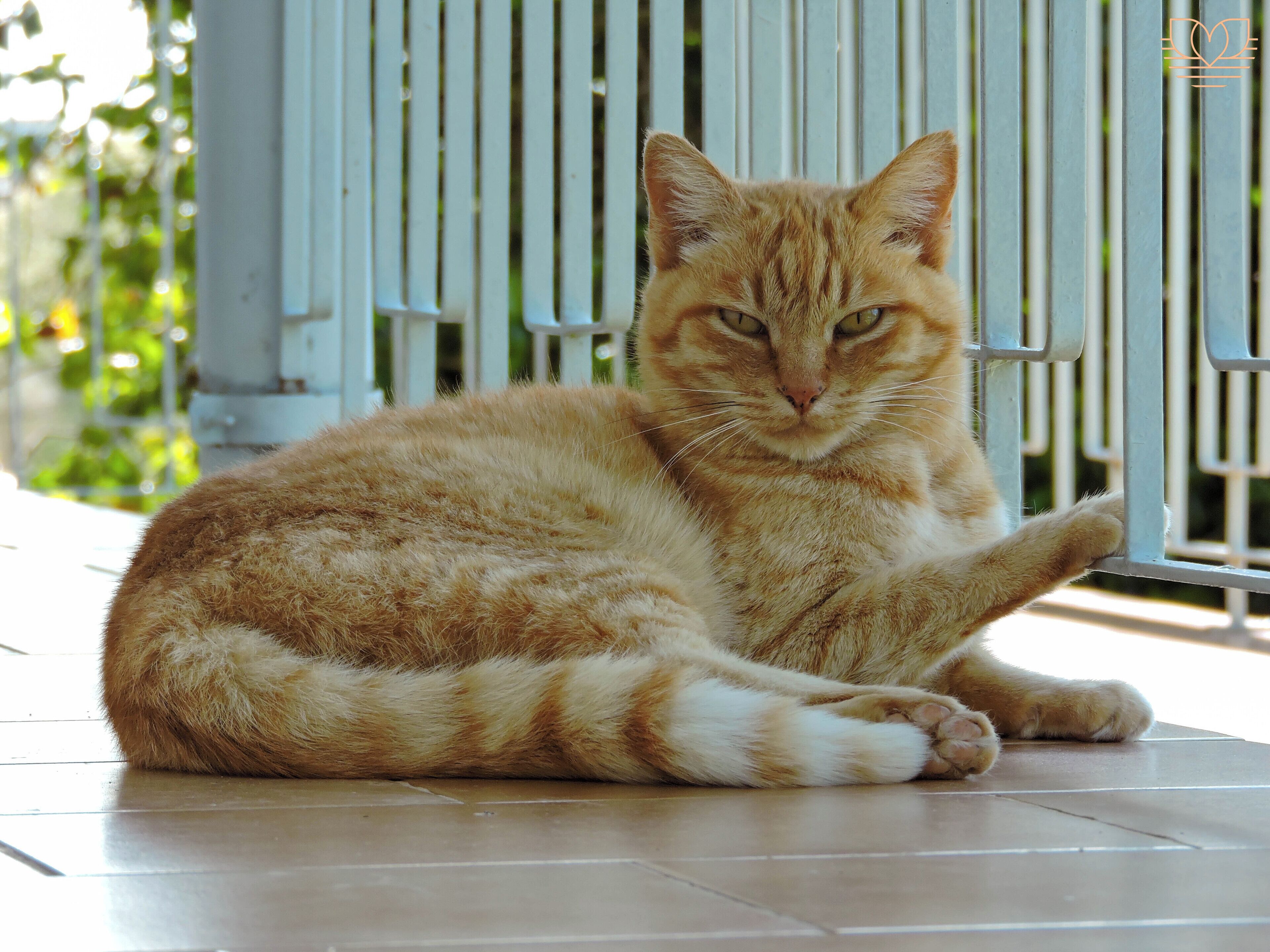 A cat lying on a tiled floor near a white metal gate.