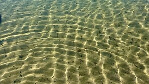 A clear view of a beach with shallow water and visible sand patterns. - Viola - A coastal holiday retreat! (Glamorgan-Spring Bay)