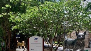 A statue of a dog in a park with a sign that reads "Sucia". - Casa Nawi (Cali)