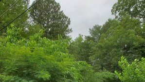 Un jardin luxuriant, verdoyant, avec une variété d’arbres et d’arbustes, un sentier herbeux et une clôture en bois.