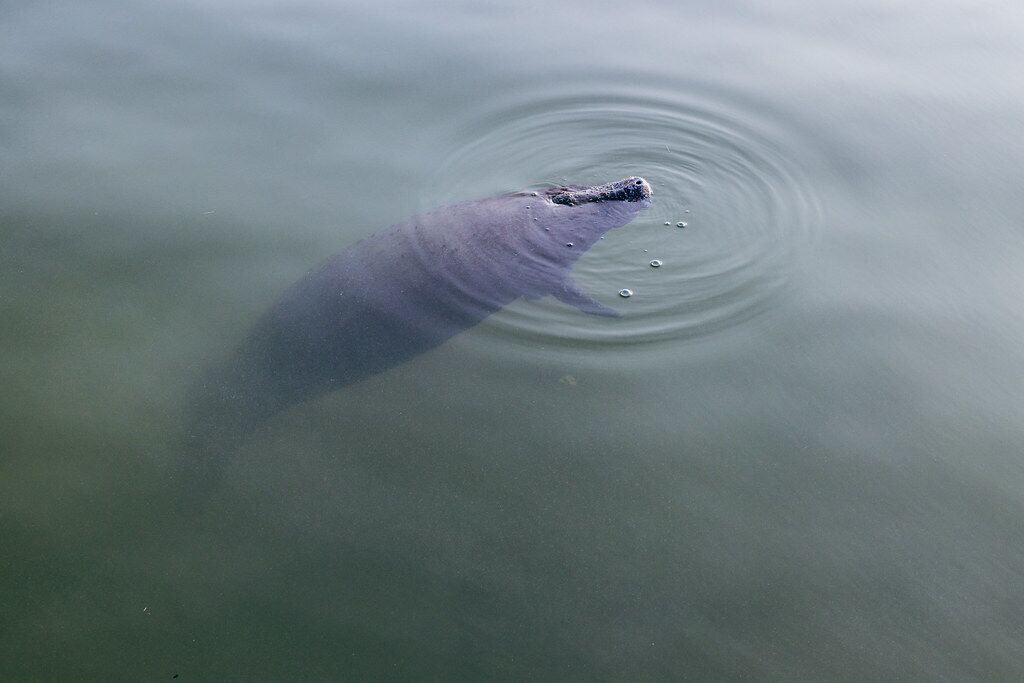 A large marine animal partially submerged in calm water.