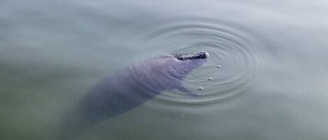 A large marine animal partially submerged in calm water.