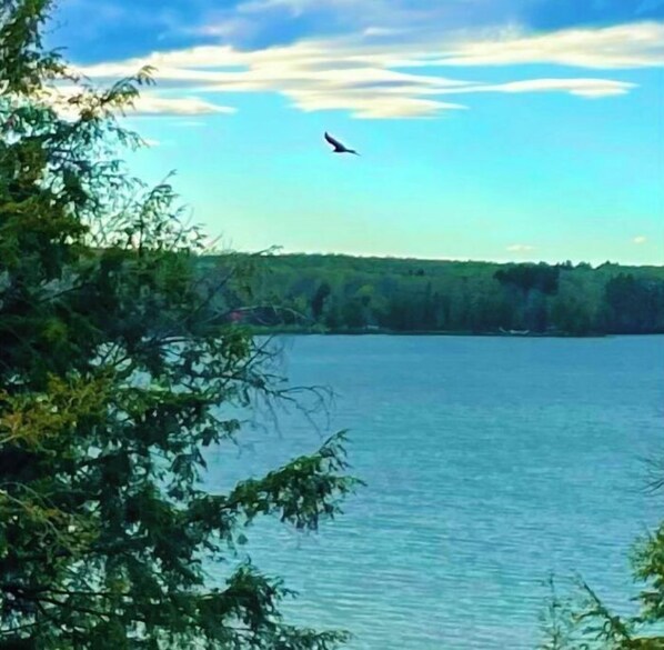 Bald Eagle
