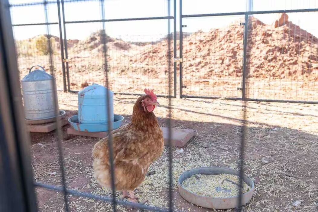 Una gallina dentro de un recinto de alambre con comederos y un bebedero.