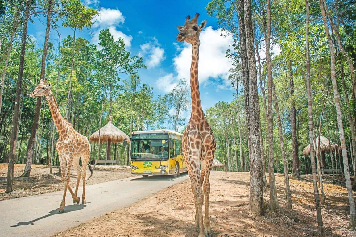 Due giraffe che camminano su un sentiero sterrato, con un autobus sullo sfondo.