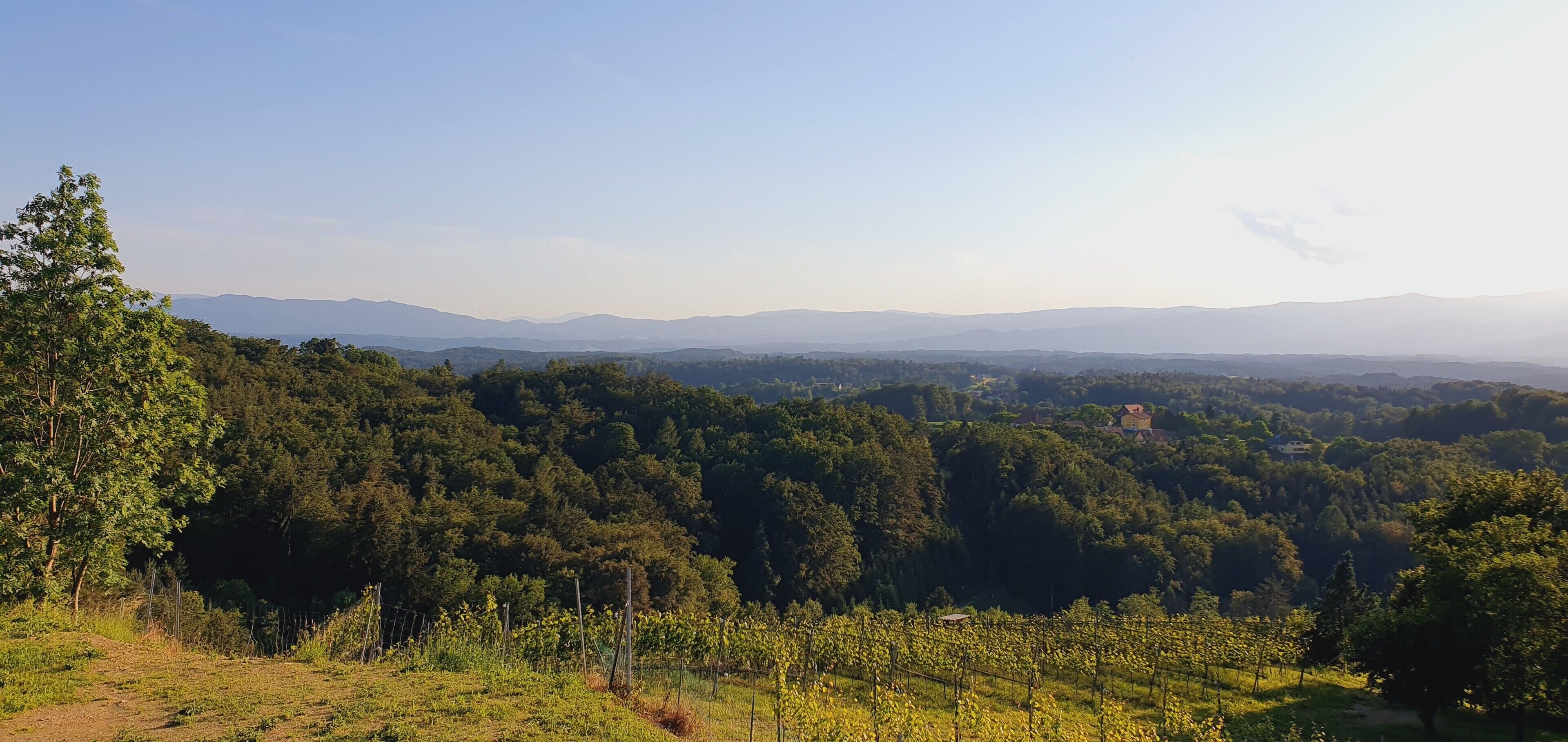 A vineyard with rows of grapevines and a distant mountain range.