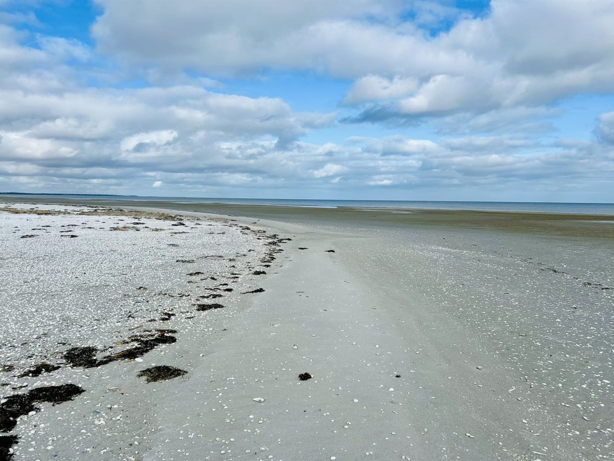 Una playa con una costa curva, algas dispersas y cielo despejado.