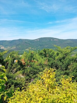A vineyard with rows of grapevines and a distant mountain range under a clear sky.