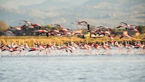 Un gran grupo de flamencos volando sobre una masa de agua con montañas al fondo.