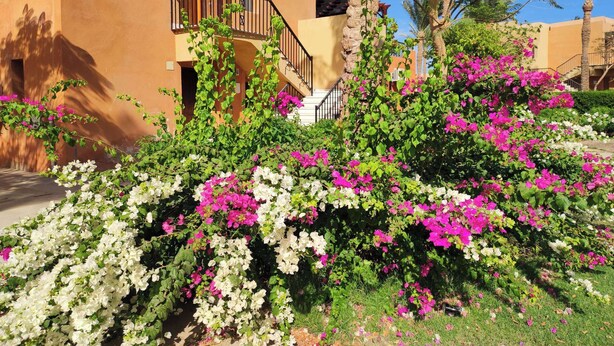 A building with a balcony, surrounded by lush greenery and flowering plants. - Chalet Stella Makadi Beach 5 Stars (Makadi Bay)
