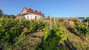 A vineyard with rows of grapevines and a house with a tiled roof in the background. - Antichi Orti Del Sole (Agerola)