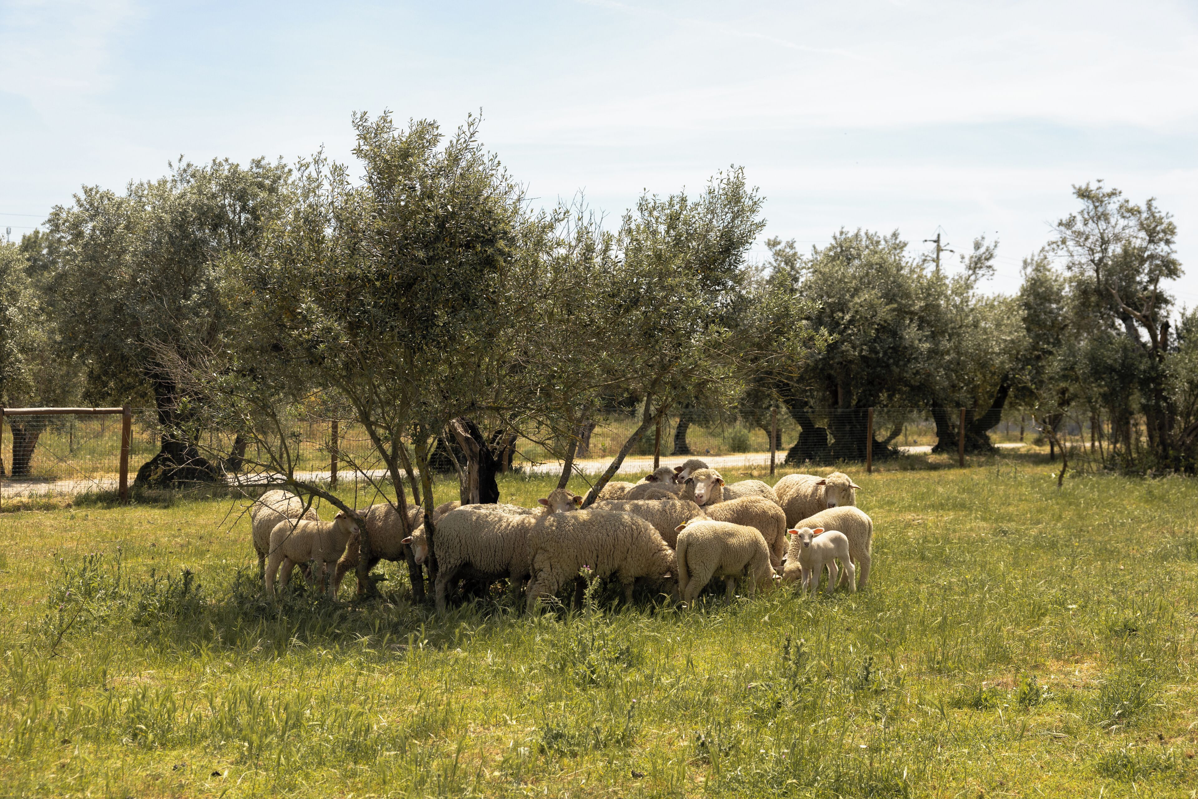 A group of sheep in a grassy field with trees in the background.