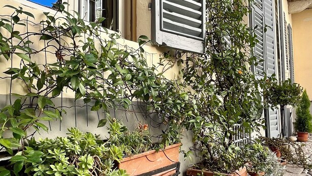 Une rue pavée, avec des plantes en pot et des volets sur un bâtiment.