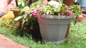 A garden with various potted plants and a wooden fence in the background. - Tranquil homestays (Naro Moru)