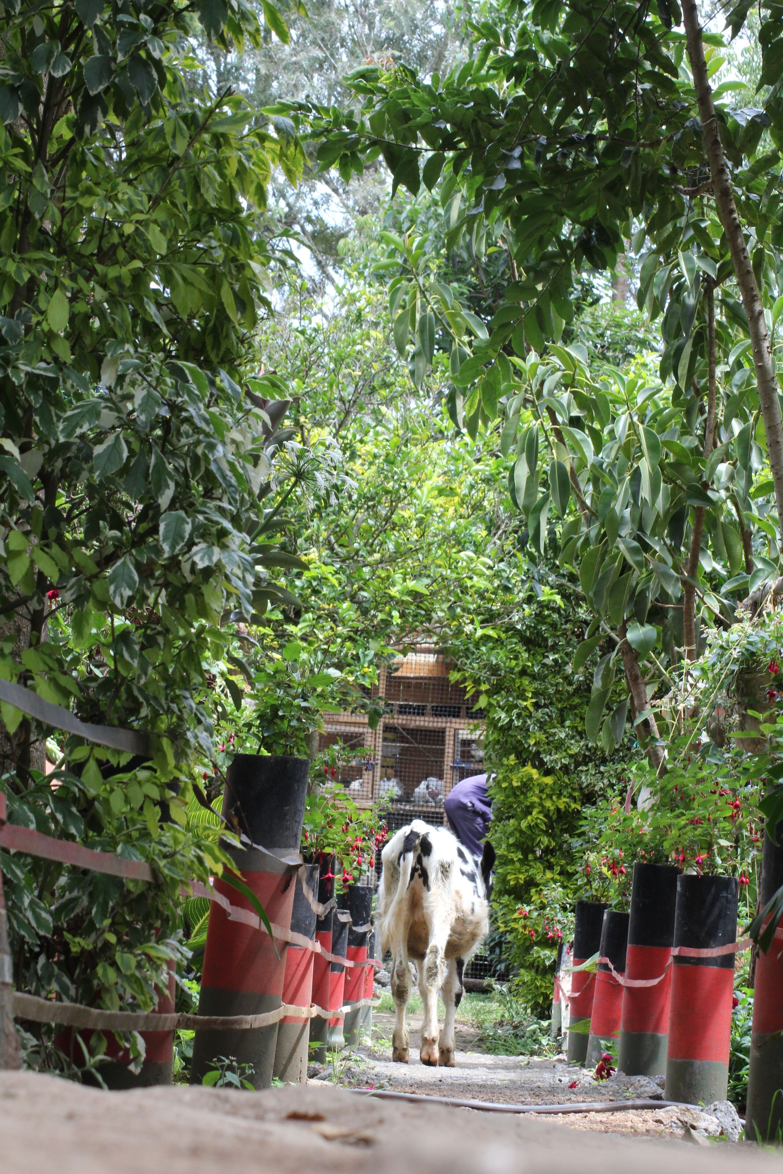 A narrow pathway lined with potted plants and a cow walking through a lush garden area.