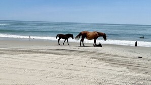 Une plage avec des chevaux et un ciel dégagé.