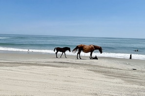 Een strand met paarden en een heldere lucht.