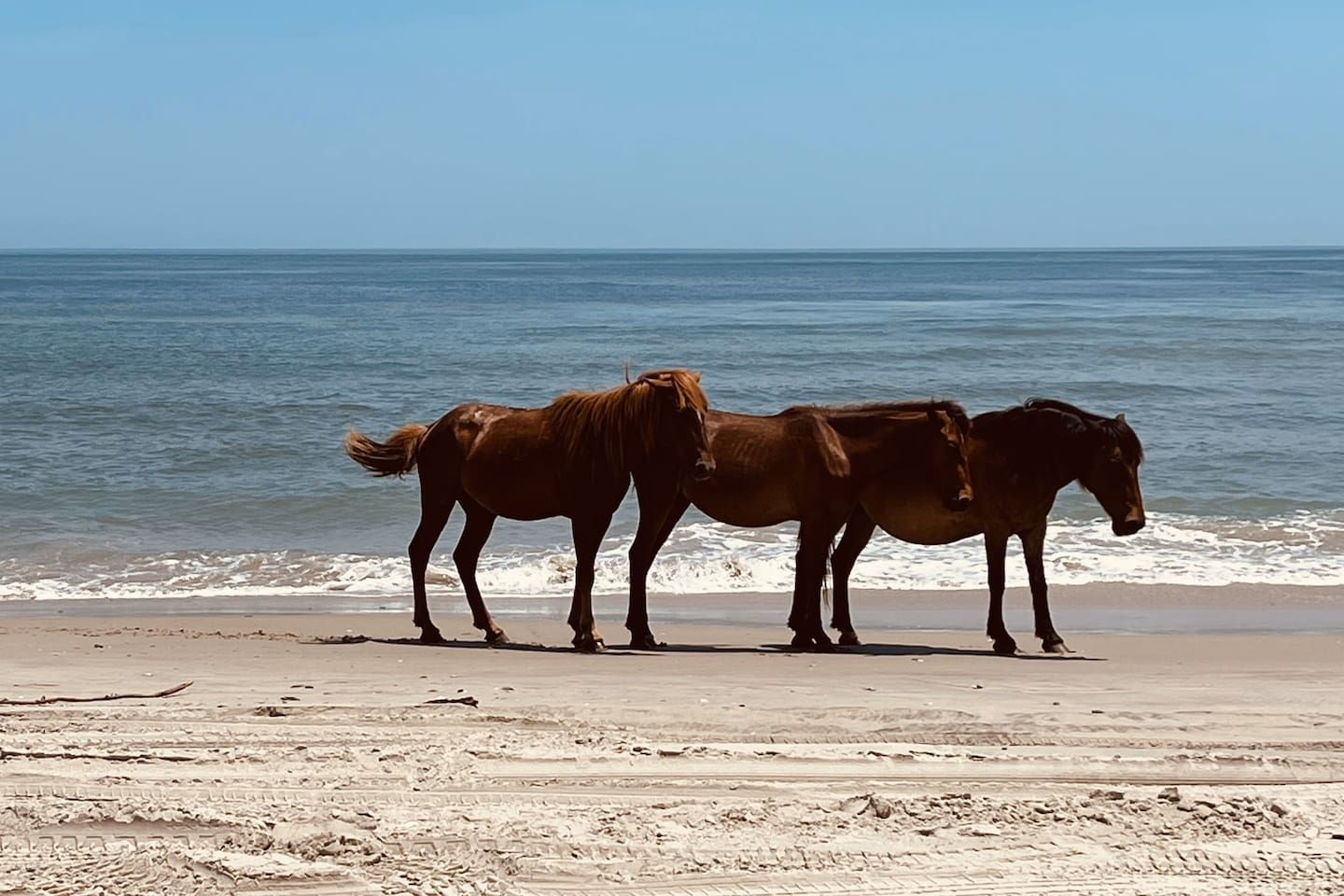 Två hästar på en strand med havet i bakgrunden.