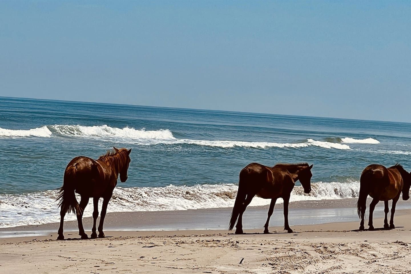 A beach with horses standing on the sand near the water.
