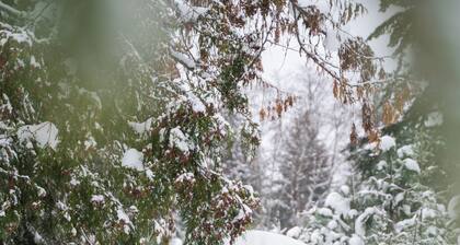Natural Habitat Guesthouse with hot tub and sauna