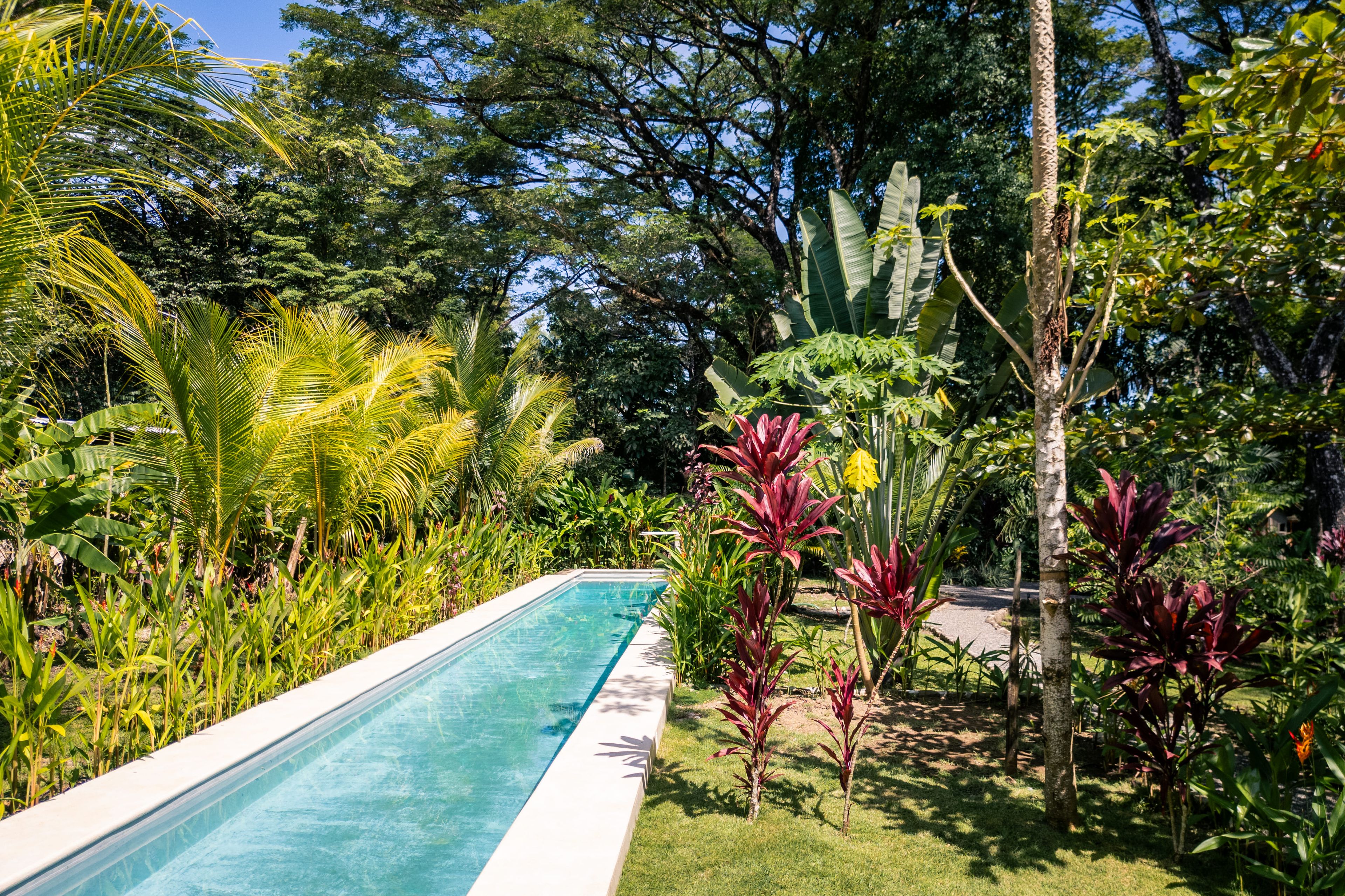 Una piscina rodeada de exuberante vegetación tropical.