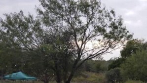 A tree in a grassy area with a picnic table and a green tent. - The Cricket Cabin Bathroom sep building (Kempner)