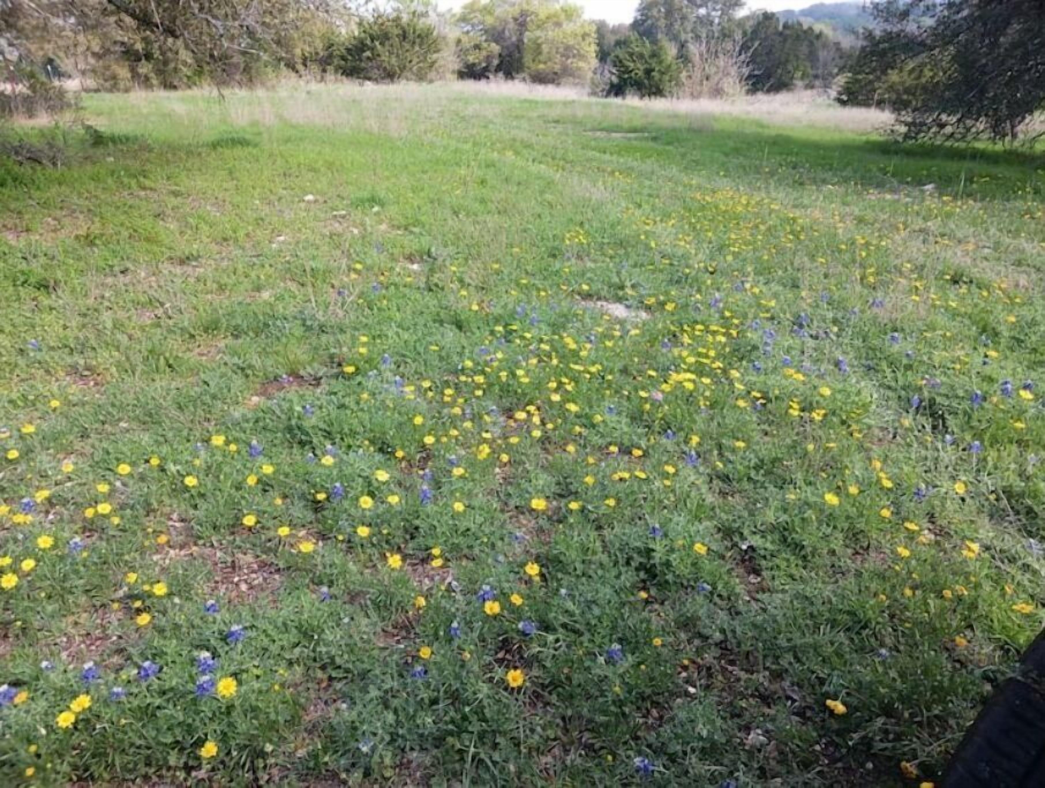 A field with yellow and blue flowers.