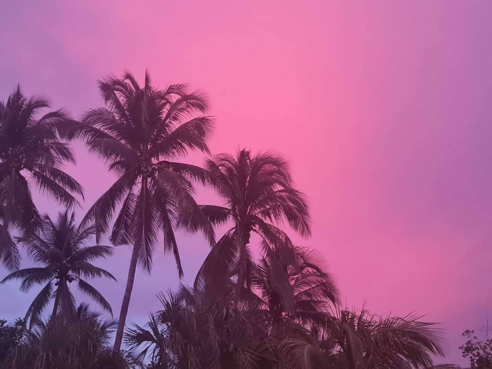 Vista de palmeras contra un cielo rosado.