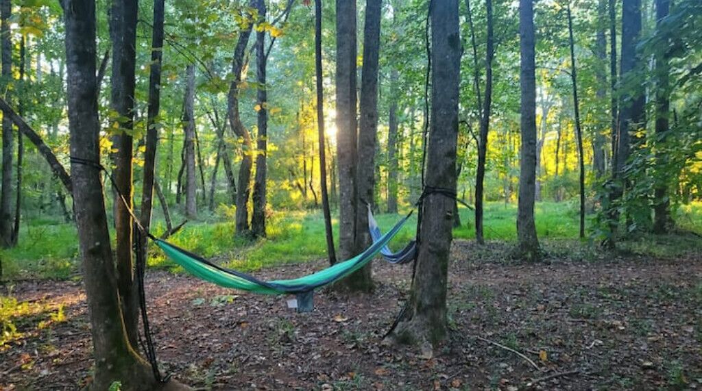 Una hamaca a la foresta, amb arbres i la llum del sol filtrant-se.