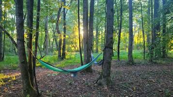 Una hamaca a la foresta, amb arbres i la llum del sol filtrant-se.