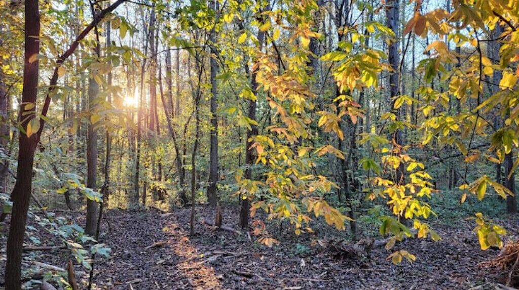 A forest with sunlight filtering through the trees.